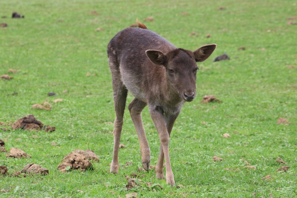 Nenette la daine n'avait pas eu de chance au début de sa vie...
Enfin si , quand même, car privée de sa mère très tôt, ses maîtres avaient du la nourrir au biberon et l'animal reconnaissant avait rapidement adopté une attitude très familière avec eux au point de suivre son maître comme un chien le ferait, c'est à dire chaque fois qu'elle le voyait approcher.
Le manège s'était vite ébruité et il n'est pas un enfant de Filain qui ne soit venu pour partager un peu de bonheur et caresser cette belle daine au pelage sombre. Elle a donc coulé des jours heureux en incarnant la gentillesse animale.
Puis, un jour, ses maîtres ont pris une retraite bien méritée et Nenette a été  transférée au parc animalier de la ferme pédagogique « Au gré du pré » à  Loulans-Verchamp, où elle enchante, comme à Filain, des petits visiteurs.
Que ses maîtres se rassurent , Nenette y coule des jours heureux ...