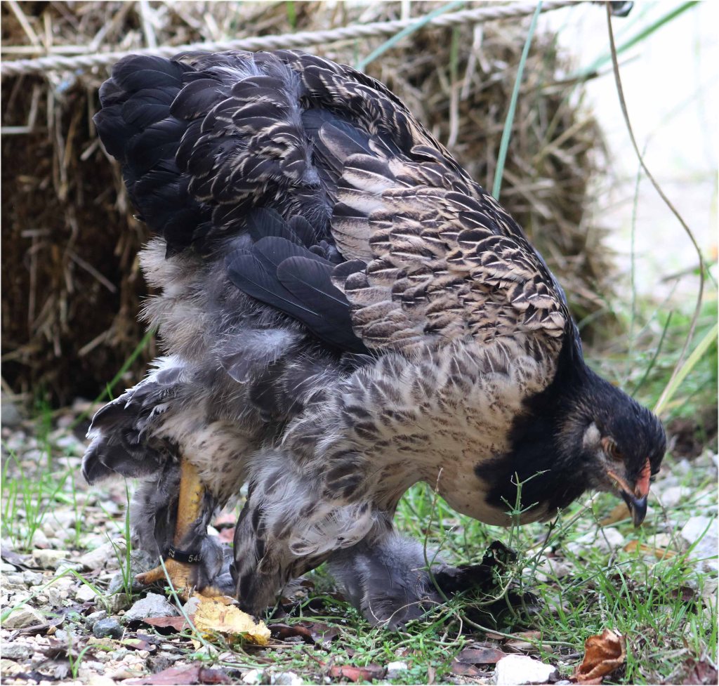 Tête de poule poule noire et blanche #2 picorant - Au gré du pré" - Loulans-Verchamp - 24 octobre 2022 - Photographie Jean-Noël Latroyes