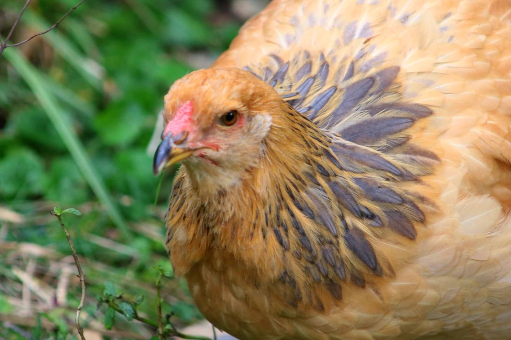 Tête de poule poule rousse #2 - Au gré du pré" - Loulans-Verchamp - 24 octobre 2022 - Photographie Jean-Noël Latroyes