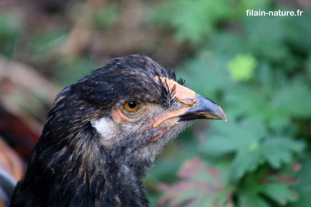 Tête de poule poule noire et blanche #2 - Au gré du pré" - Loulans-Verchamp - 24 octobre 2022 - Photographie Jean-Noël Latroyes