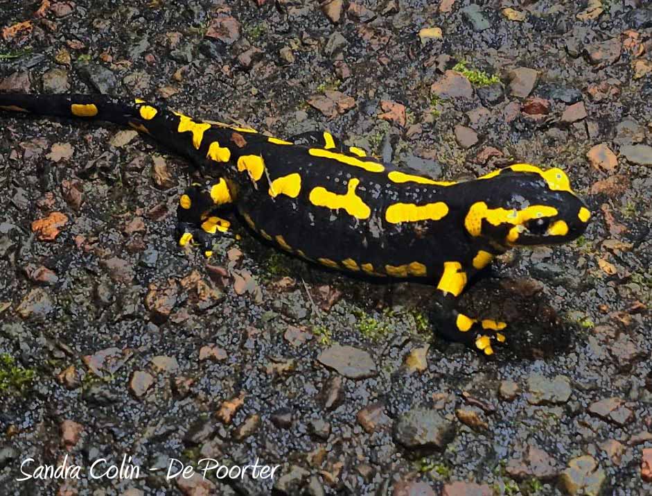 
Ci-dessous photographies de salamandre tachetées prises par Sandra Colin-De Poorter dans la commune de Dampierre/Linotte (Haute-Saône) - novembre 2022
Photographie de salamandre tachetée prise par Sandra Colin-De Poorter dans la commune de Dampierre/Linotte (Haute-Saône) - novembre 2022