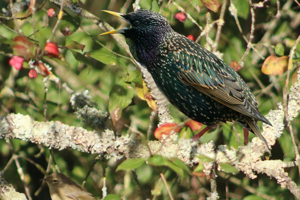 Étourneau sansonnet en train de chanter - Sturnus vulgaris - Filain (Haute-Saône) - Photographie Jean-Noël Latroyes