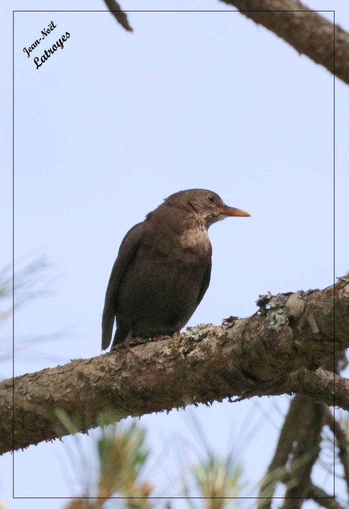 Étourneau sansonnet juvénile - Sturnus vulgaris - Filain (Haute-Saône) - De couleur brune - Photographie Jean-Noël Latroyes