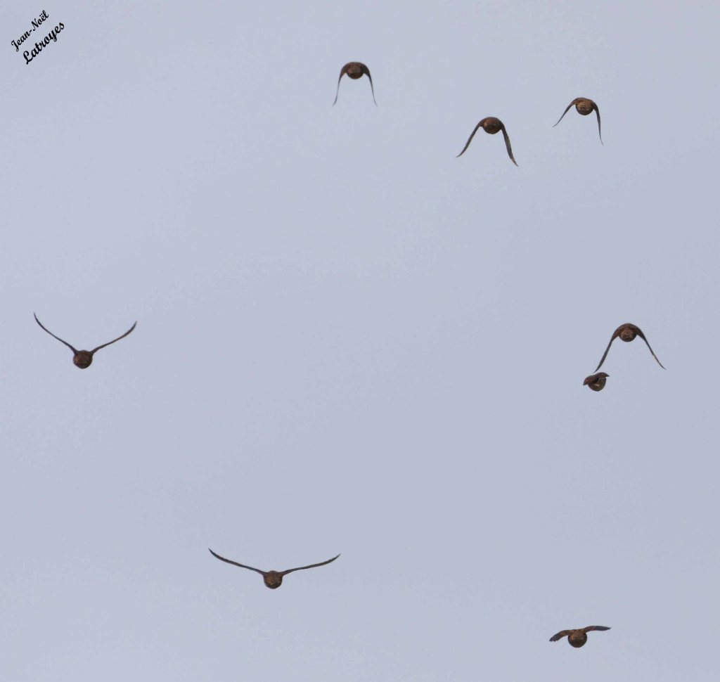 Bande d'étourneaux sansonnet - Sturnus vulgaris - Filain (Haute-Saône) - Photographie Jean-Noël Latroyes
