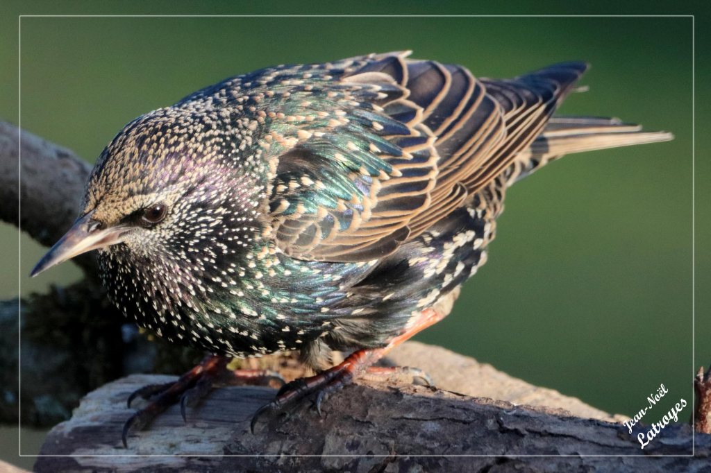 Étourneau sansonnet perché sur une branche - Sturnus vulgaris - Filain (Haute-Saône) - Photographie Jean-Noël Latroyes