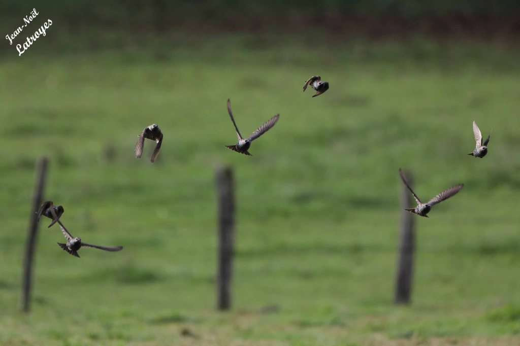 Étourneaux sansonnet en vol - Sturnus vulgaris - Filain (Haute-Saône) - Photographie Jean-Noël Latroyes