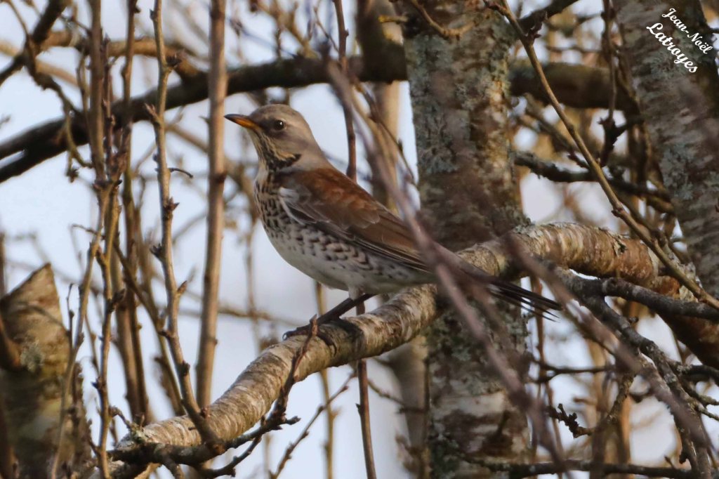 Grive litorne posée sur un fruitier (Turdus pilaris) - 18 décembre 2022 - Filain (Haute-Saône) - Photographie Jean-Noël Latroyes