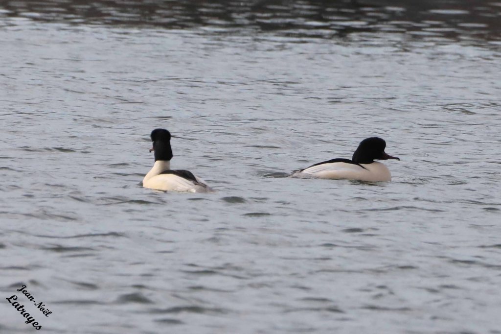 Harle bièvre - Mergus merganser - Ici, deux mâles. 29 décembre 2022 - lac de Vesoul-Vaivre (70). Photographies Jean-Noël Latroyes