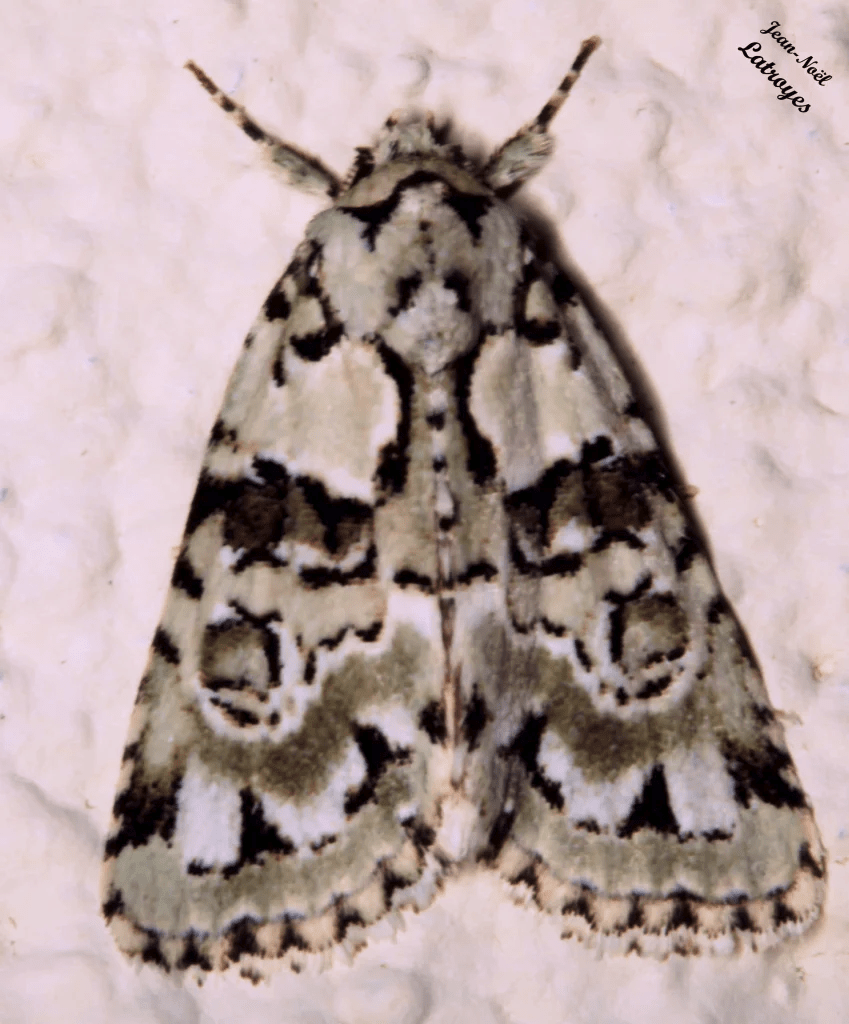 Bryopsis muralis -La bryophile du lichen -  Papillon hétérocère observé à – Filain (Haute-Saône) – 16 août 2022 vers 23 h 00