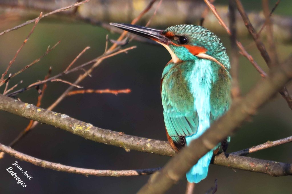 Martin-pêcheur mâle (Alcedo atthis) - le long de  la Filaine (Haute-Saône) 13 Décembre 2022 - Photographie Jean-Noël Latroyes. Entre deux prises, ce beau mâle s'accordait un peu de repos sur un de ses perchoirs.