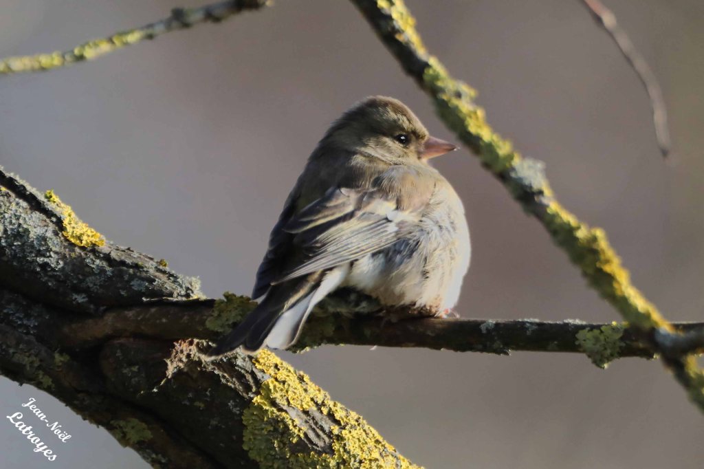 Pinson des arbres juvénile posé - 17 décembre 2022 - Filain - Haute-Saône  - Photographie Jean-Noël Latroyes L'hiver est déjà là avec ses gelées jusqu'à - 10°. Ce jeune pinson devra avoir beaucoup de courage pour résister jusqu'au Printemps ...