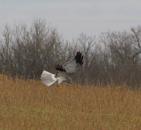 Busard Saint-Martin - Circus cyaneus - Les Sangliers - Filain (Haute-Saône) 
1er février octobre 2017 - Photographie Jeanine Grandjean
