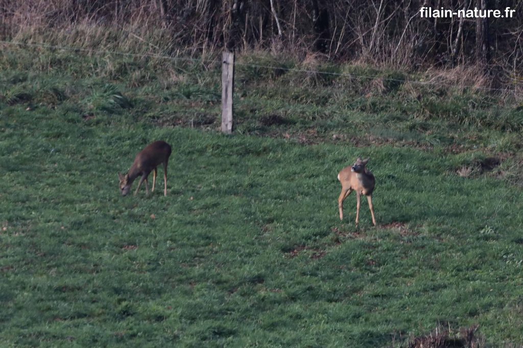 Chevrettes - Filain (Haute-Saône) - 18 janvier 2023 - Photographie Jean-Noël Latroyes