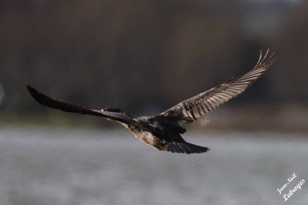 Grand cormoran – Phalacrocorax carbo – En vol vers l'île aux oiseaux - lac de Vesoul-Vaivre (Haute-Saône) – 1 janvier 2023 – Photographie Jean-Noël Latroyes