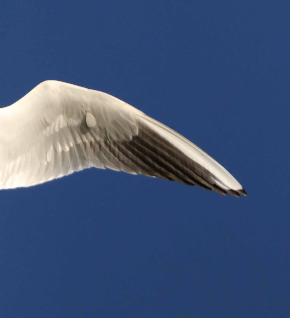 Agrandissement d'une aile de mouette rieuse en vol - Photographie prise en vol - Larus ridibundus - Montbozon (Haute-Saône) - 08 janvier 2023 - Photographie Jean-Noël Latroyes