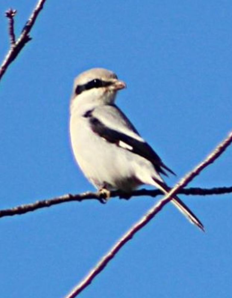 Pie-grièche grise - Lanius excubitor) - Photographie de Jeanine Grandjean
 - Filain (Haute-Saône)