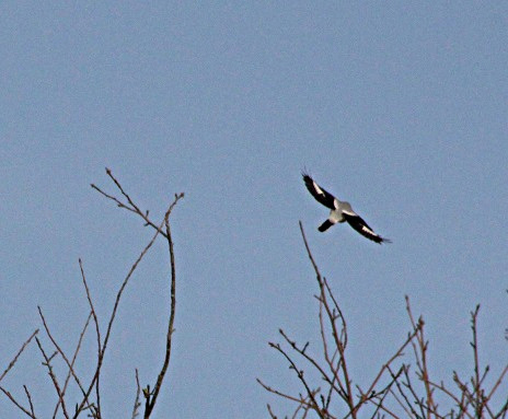 Pie-grièche grise en vol  - Lanius excubitor) - Photographie de Jeanine Grandjean
 - Filain (Haute-Saône)