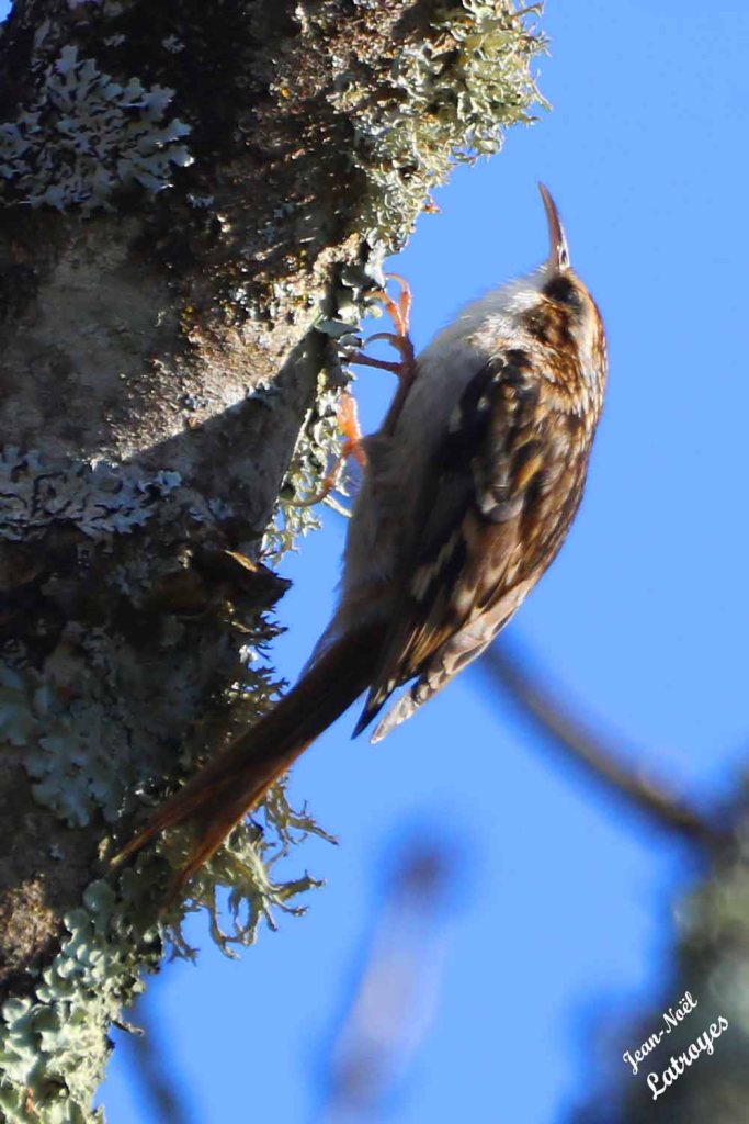 Grimpereau des bois - Certhia brachydactyla - Filain (Haute-Saône) - 15 février 2023 - Photographie Jean-Noël Latroyes