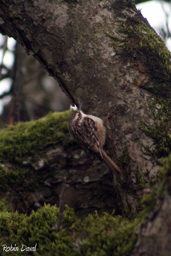 Grimpereau des jardins - Certhia brachydactyla - Filain (Haute-Saône) - sur un vieux pommier - 29 janvier 2023 - Photographie Robin Daval