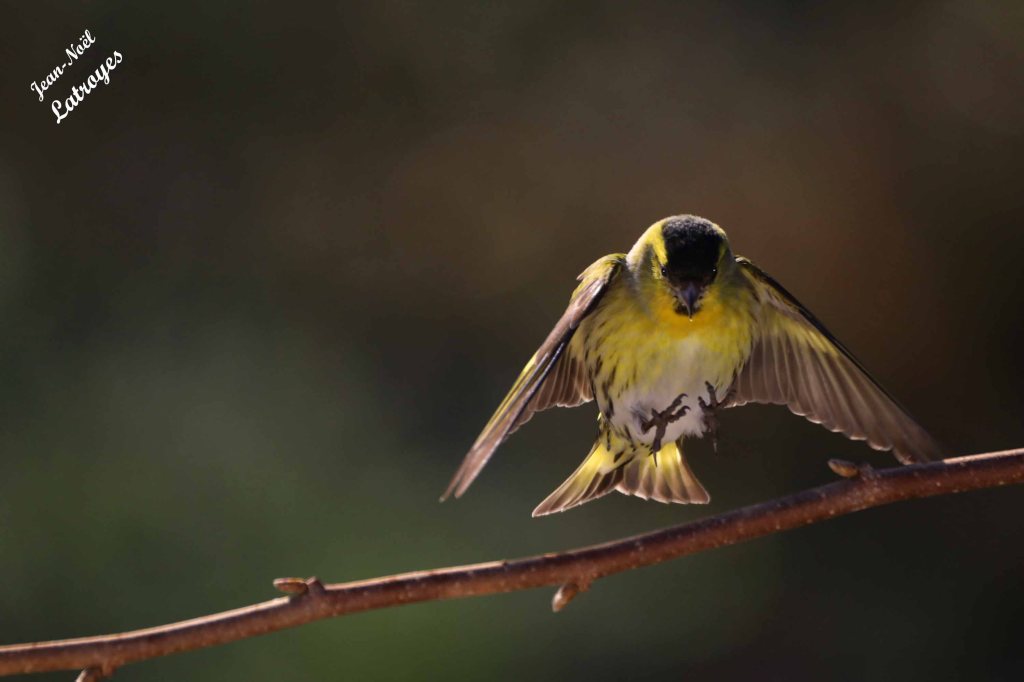 Tarin des aulnes mâle - Spinus spinus - Filain (Haute-Saône)
Photographie Jean-Noël Latroyes - 22 février 2023