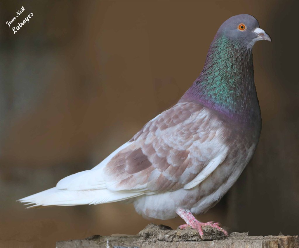 Ici, un pigeon d'élevage. Ce beau spécimen ne porte aucune barre alaire noire comme les bisets. Filain - 13 avril 2023 - Il a cependant en commun le plastron irisé. Photographie Jean-Noël Latroyes 