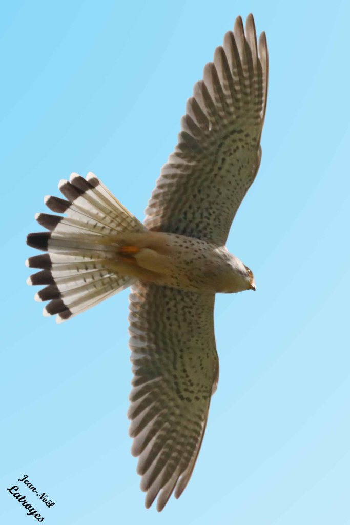 Faucon crécerelle - Falco tinnunculus - Photographie Jean-Noël Latroyes - Filain - Haute-Saône - Canon EOS 5D Mark IV - F/14 - 1/6400 e de seconde à main levée - focale de 840 mm - ISO 3200 - Mode TV - 23 avril 2023 - 12 h 33