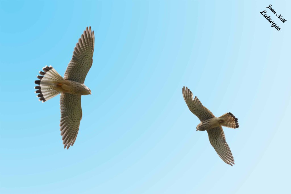 Faucons crécerelles - Falco tinnunculus - Photographie Jean-Noël Latroyes - Filain - Haute-Saône - Canon EOS 5D Mark IV - F/14 - 1/6400 e de seconde à main levée - focale de 840 mm - ISO 3200 - Mode TV - 23 avril 2023 - 12 h 43