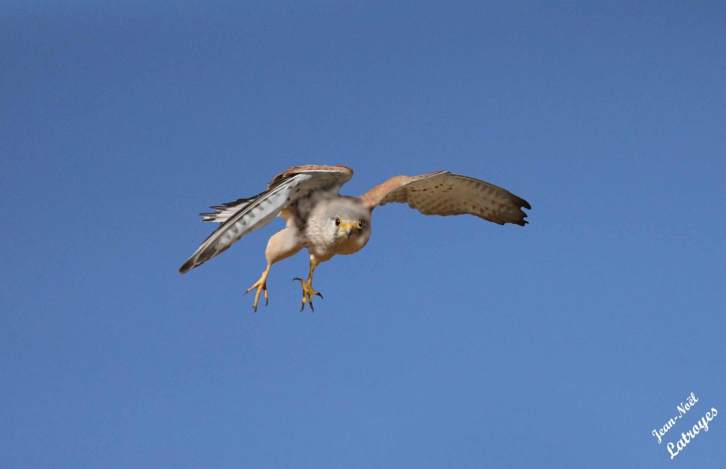 Faucon crécerelle en vol – Falco tinnunculus – Avril 2022
Photographie Jean-Noël Latroyes – Filain ( Haute-Saône