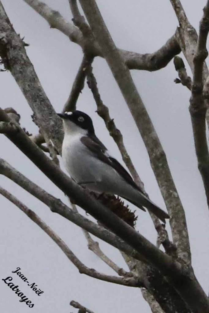 Gobemouche noir mâle posé sur une branche - Ficedula hypoleuca - limite parc du château de Filain (Haute-Saône) – 19 avril 2023 – Photographie Jean-Noël Latroyes