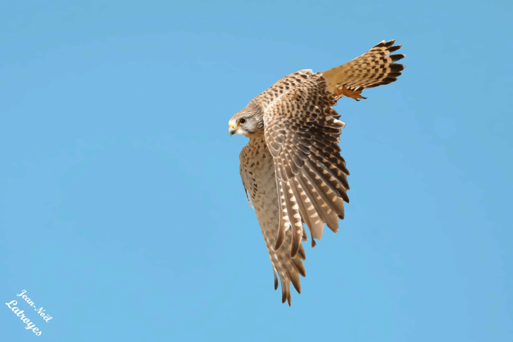 Faucon crécerelle – Falco tinnunculus – 31 mars 2023 – 10 h 30 – Photographie Jean-Noël Latroyes – Filain – Haute-Saône - Canon EOS 5D Mark IV – F/7 – 1/8000e de seconde à main levée – focale de 600 mm – ISO 1600 – Mode TV