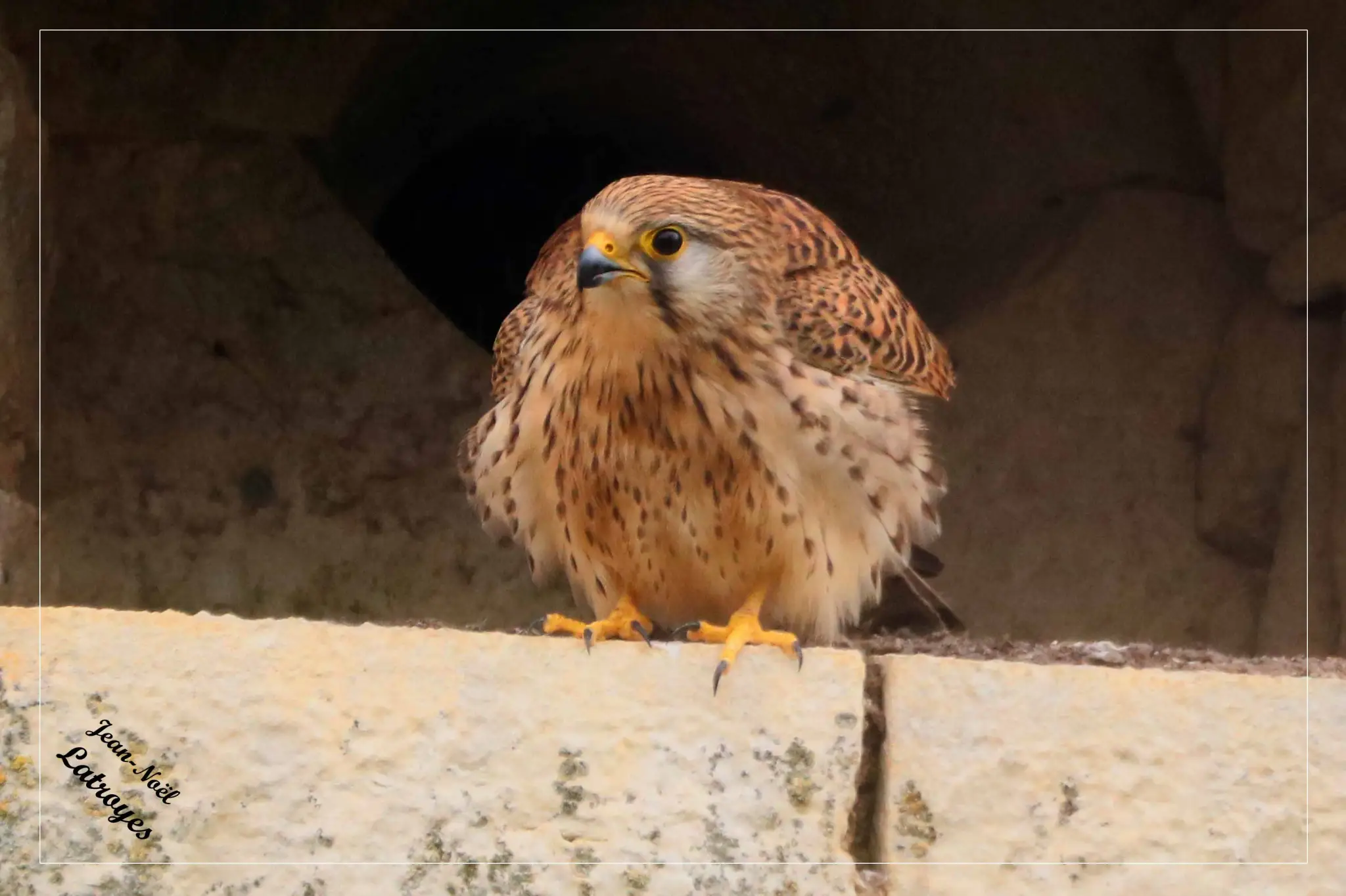 Jeune faucon crécerelle posé Falco tinnunculus
Photographie Jean-Noël Latroyes – Filain ( Haute-Saône)