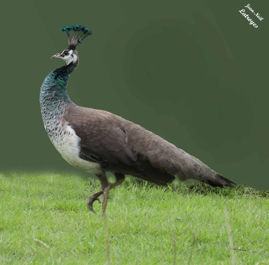 Paonne (femelle) - Filain (Haute-Saône) - 13 mars 2023 - Photographie Jean-Noël Latroyes