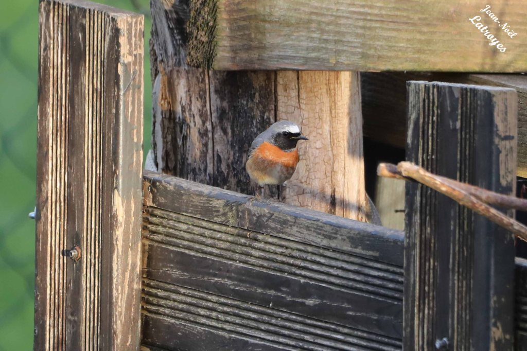 Rougequeue à front blanc - Phoenicurus phoenicurus – 19 avril 2023 - intéressé par le compost, ce Rougequeue est venu plusieurs jours de suite pour en explorer le contenu - Filain (Haute-Saône) – Photographie Jean-Noël Latroyes