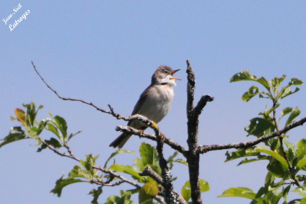 Fauvette grisette mâle (Sylvia communis) Les Monnins (Haute-Saône) - 25 mai 2023 - Photographie Jean-Noël Latroyes