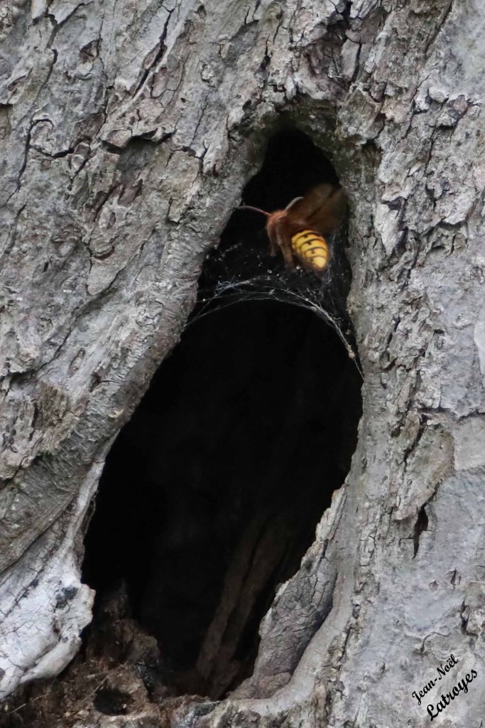 Frelon Vespa crabro Linné - à l'entrée d'une loge de rouge-queue à front blanc dans un arbre creux - Filain (Haute-Saône) - 10 mai 2022 - photographie Jean-Noël Latroyes