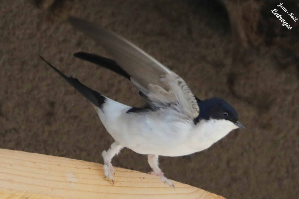Hirondelle de fenêtre - Delichon urbica - Filain (Haute-Saône) 
05 mai 2023  - Photographie Jean-Noël Latroyes 