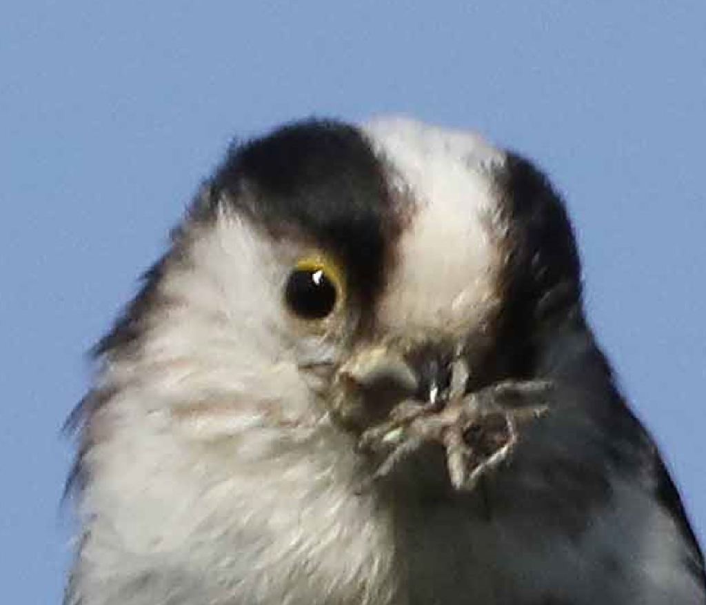 Mésange à longue queue (Aegithalos caudatus)- Filain (Haute-Saône) - 16 mai 2023 - Photographie Jean-Noël Latroyes tête avec une bande médiane blanche encadrée de chaque côté par une bande noire