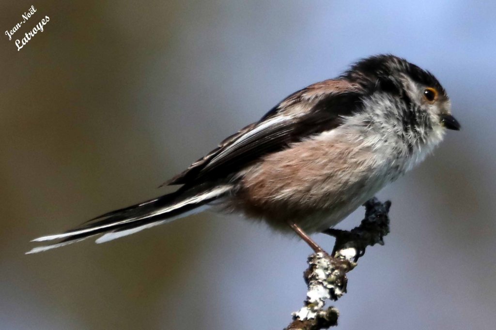 Mésange à longue queue (Aegithalos caudatus)- Filain (Haute-Saône) - 16 mai 2023 - dos décoré de bandes longitudinales de couleur noire, brun rosé et blanche.
Photographie Jean-Noël Latroyes