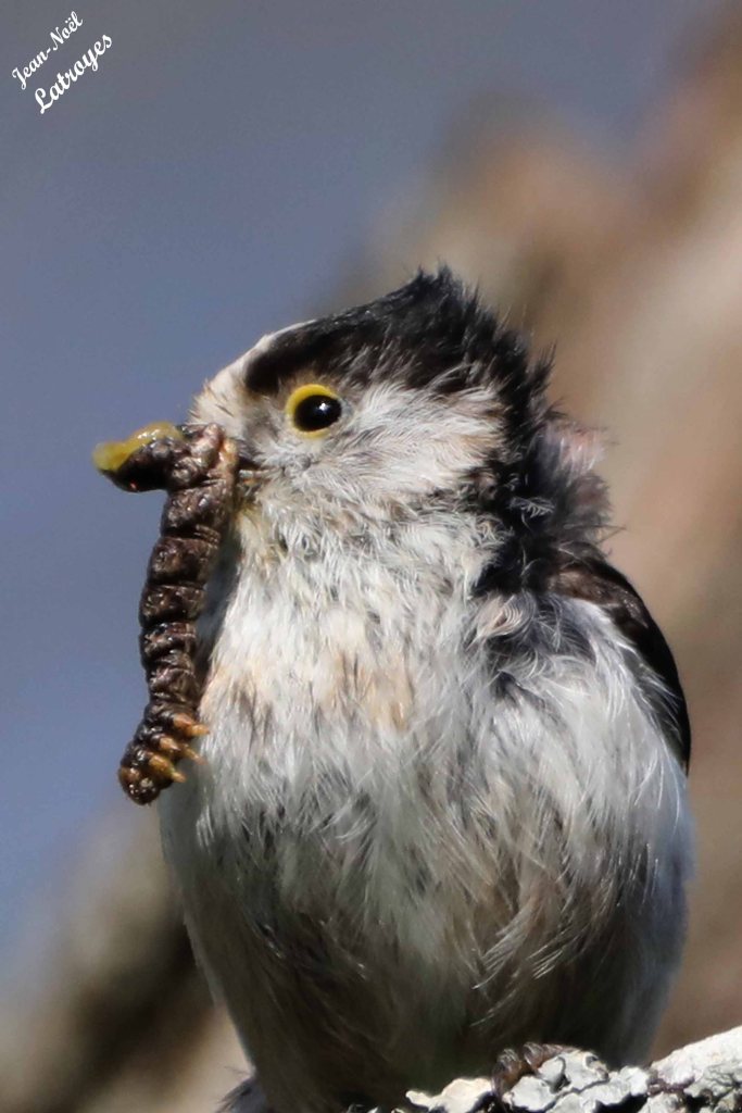 Mésange à longue queue (Aegithalos caudatus) tenant dans son minuscule bec de quoi nourrir ses jeunes - Filain (Haute-Saône) - 16 mai 2023 - Photographie Jean-Noël Latroyes 