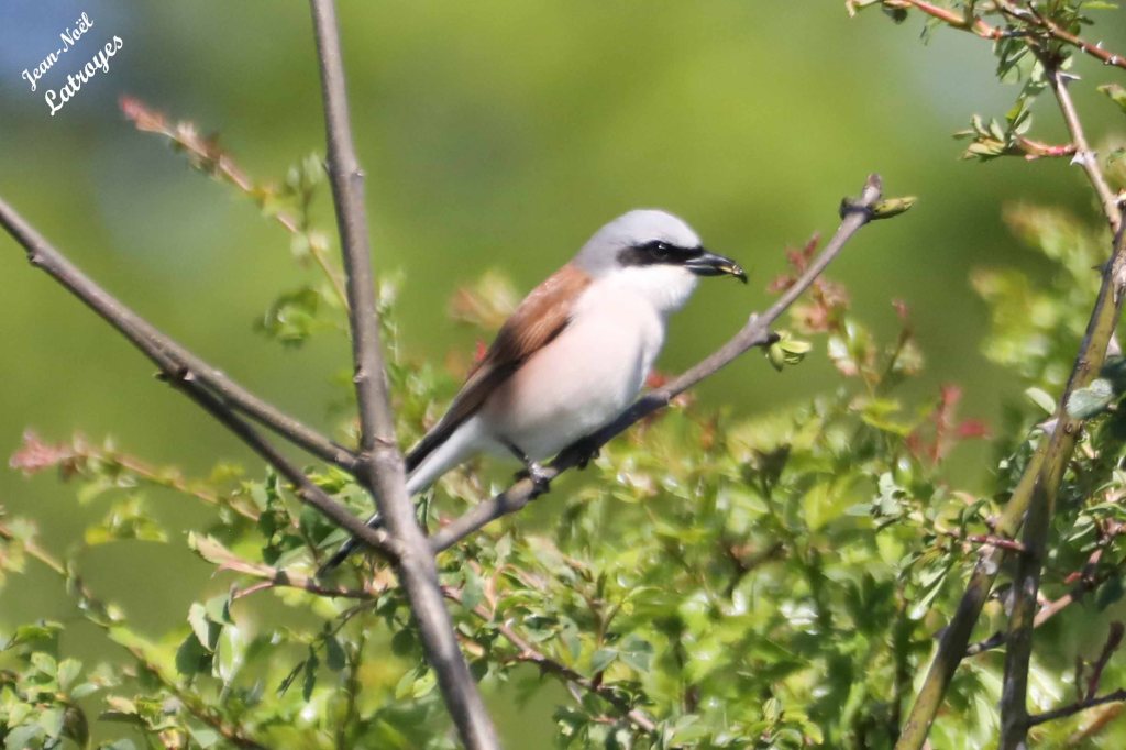 Cette image a un attribut alt vide ; le nom du fichier est pie-grieche-ecorcheur-9948.jpg
Pie-grièche écorcheur - Lanius colluris -  Echenoz-le-Sec (Haute-Saône) Photographie Jean-Noël Latroyes - 03 mai 2023
