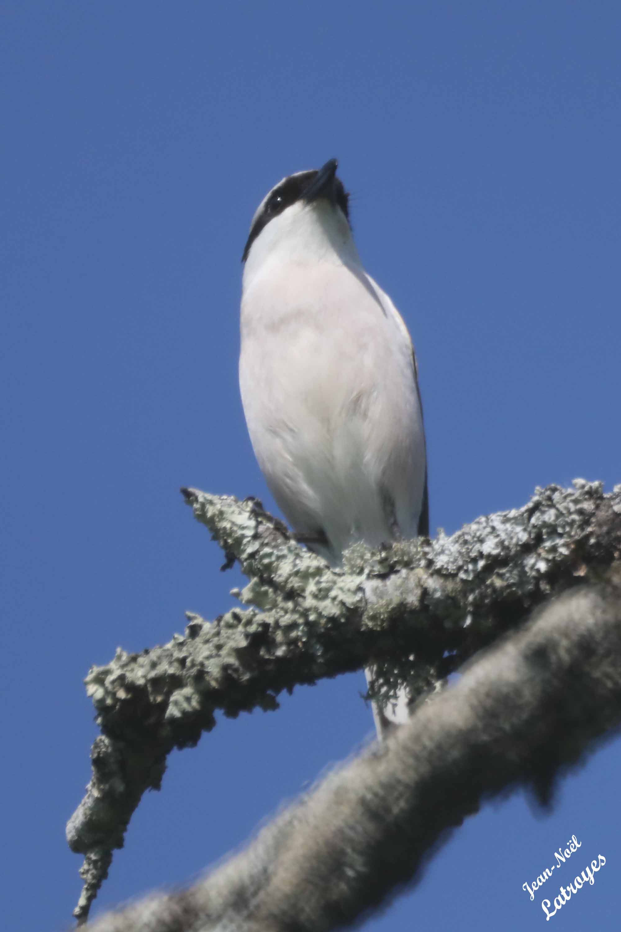 Pie-grièche écorcheur mâle - Lanius colluris mâle -  Filain (Haute-Saône)
Photographie Jean-Noël Latroyes - 18 mai 2023
