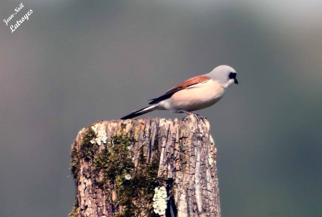 Dernières observations du 21 mai 2023 - dans les haies de Filain (Haute-Saône) - 1 mâle Pie-grièche écorcheur - Photographie Jean-Noël Latroyes