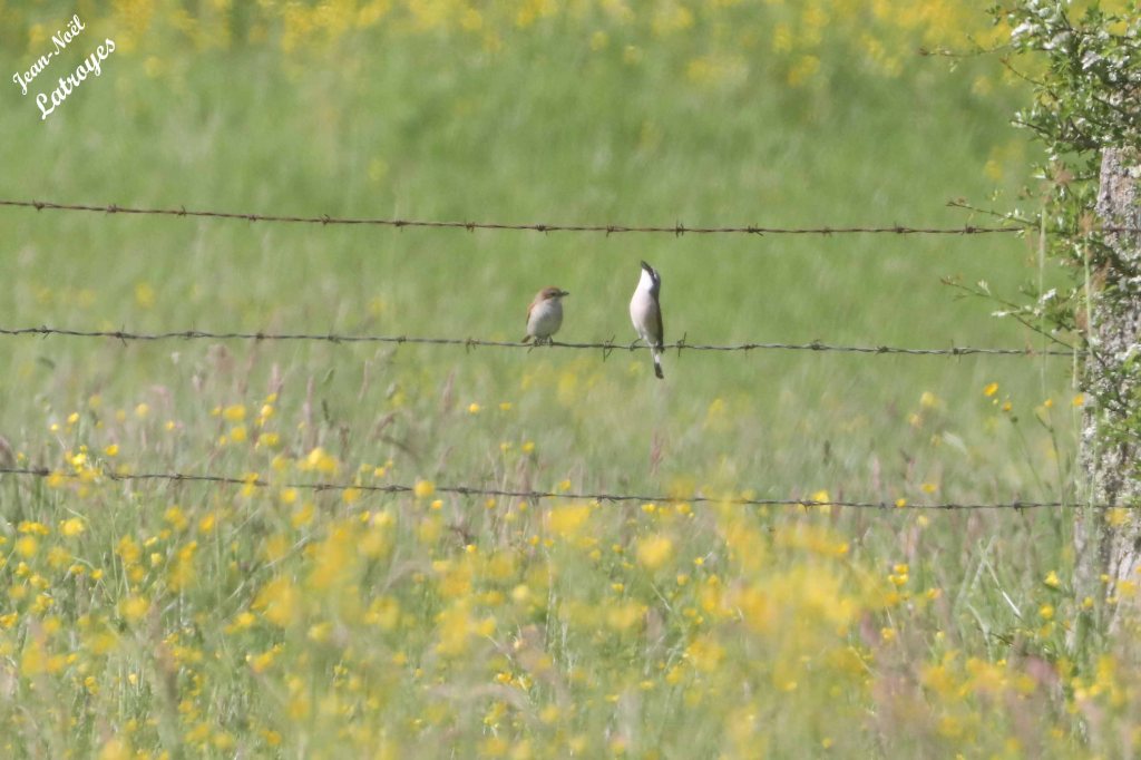 Ce couple de pie-grièches écorcheurs batifolaient sur les clôtures ... Filain (Haute-Saône) - 17 mai 2023 - Photographie Jean-Noël Latroyes - 17 mai 2023
