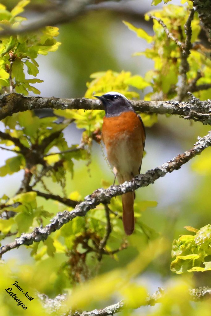 Rougequeue à front blanc - Phoenicurus phoenicurus – 07 mai 2023 - Filain (Haute-Saône) – Photographie Jean-Noël Latroyes