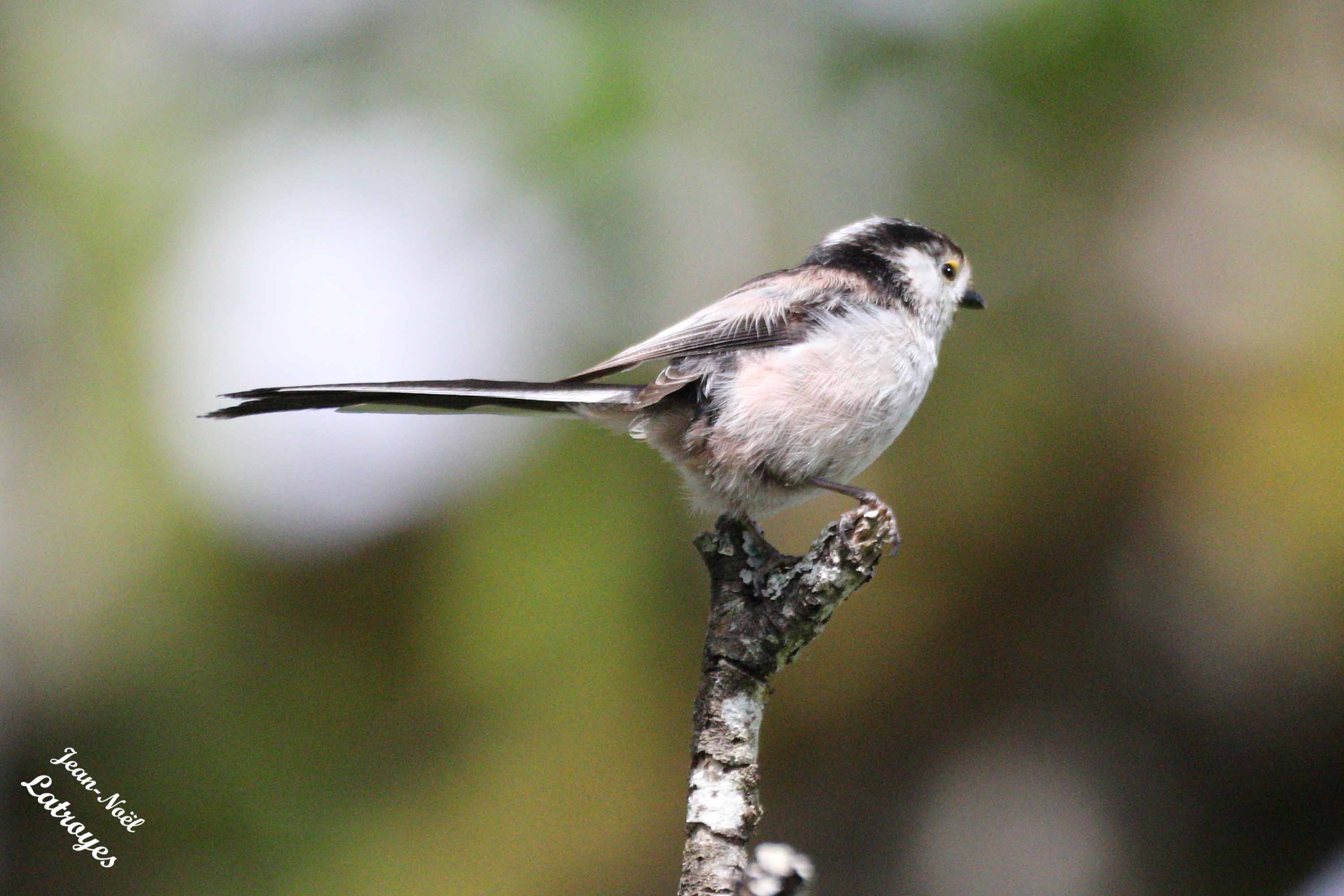 Mésange à longue queue | Filain-nature.fr