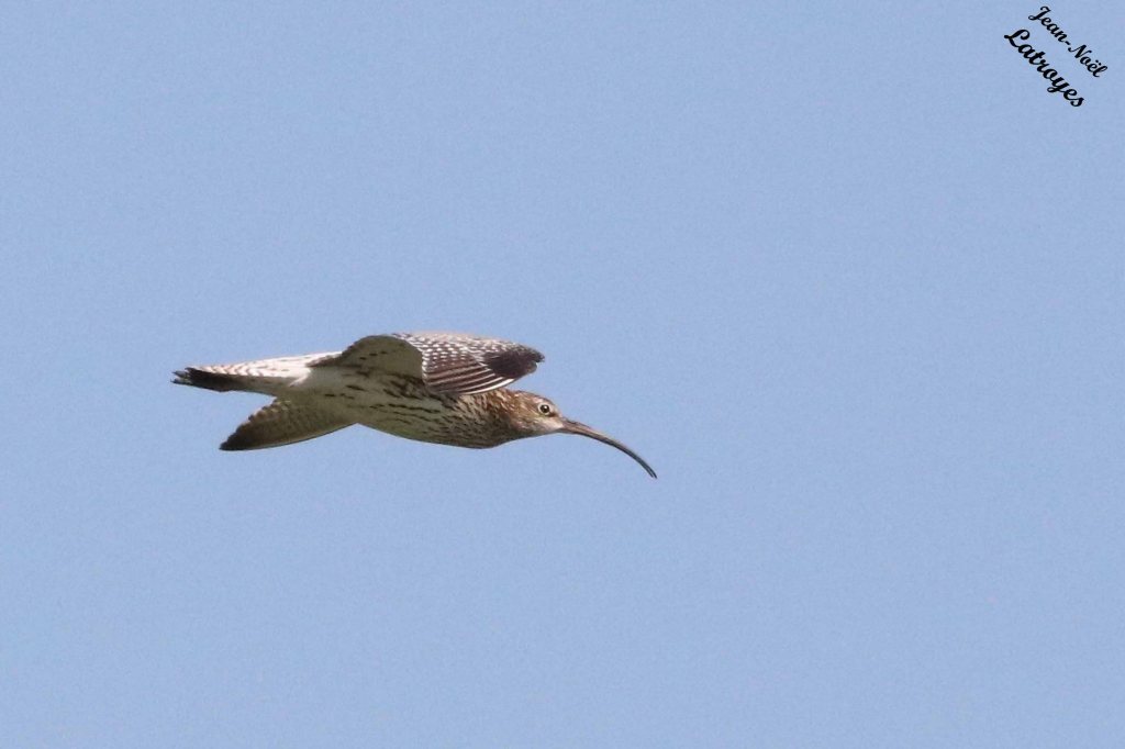 Courlis cendré en vol - Numenius arquata - Vallée de l'Ognon (Haute-Saône)
10 juin 2023 - photographie Jean-Noël Latroyes