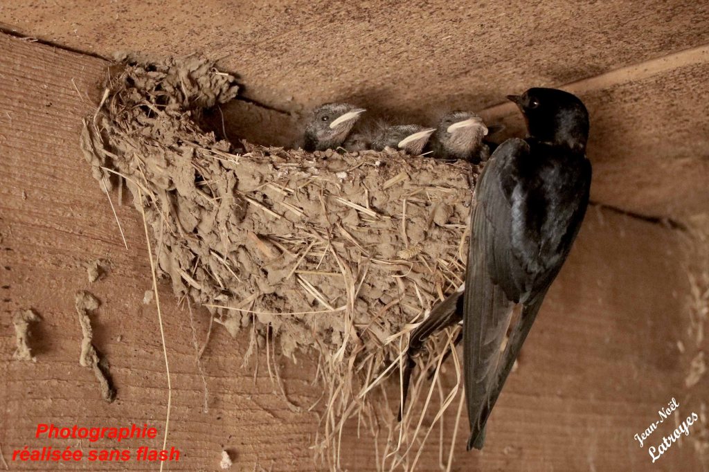 Hirondelle rustique – Hirundo rustica – Filain (Haute-Saône)
25 juin 2023 – Photographie Jean-Noël Latroyes