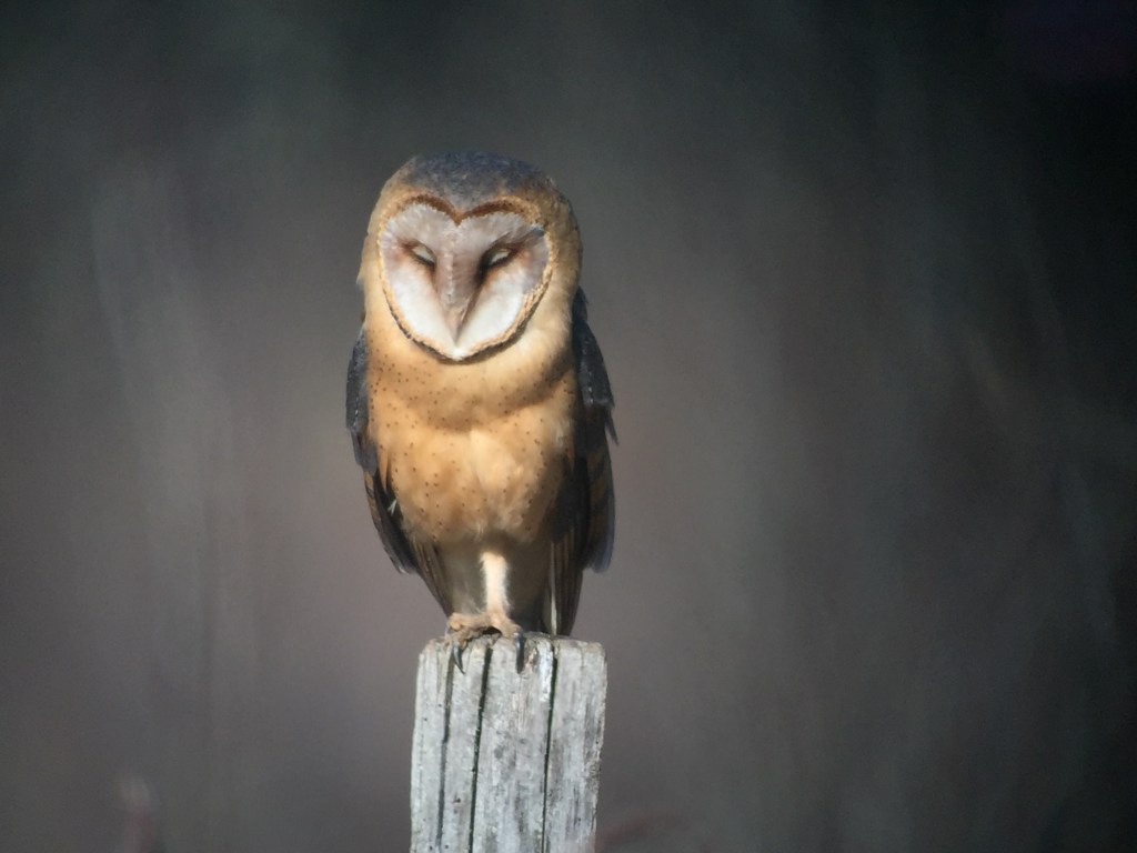 Effraie des clochers (Tyto alba) - Photographie Nick Derry - 21 février 2023 -
Iphone6 Apple - 4.15 mm - image /2.2 - 1/1883e seconde - ISO 32 - 1.5 étape - Distance focale 4 mm - Distance focale 52 mm