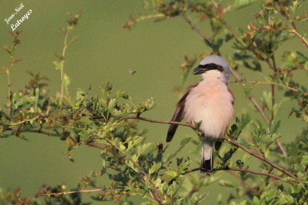 Jeune Pie-grièche écorcheur mâle - Lanius colluris mâle - Filain (Haute-Saône)
Photographie Jean-Noël Latroyes - 02 juin 2023 - 
Il est bien tentant, ce bel insecte (un cétoine doré) ...