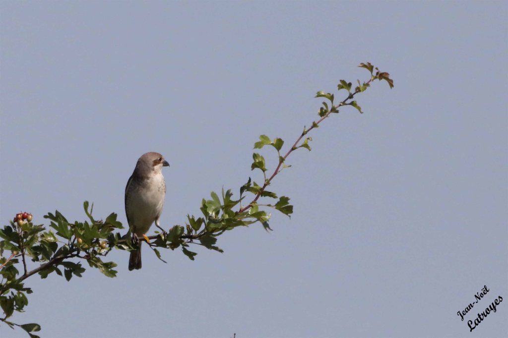 Pie-grièche écorcheur femelle adulte - Lanius colluris - Filain (Haute-Saône) - 
Photographie Jean-Noël Latroyes - 15 juin 2023